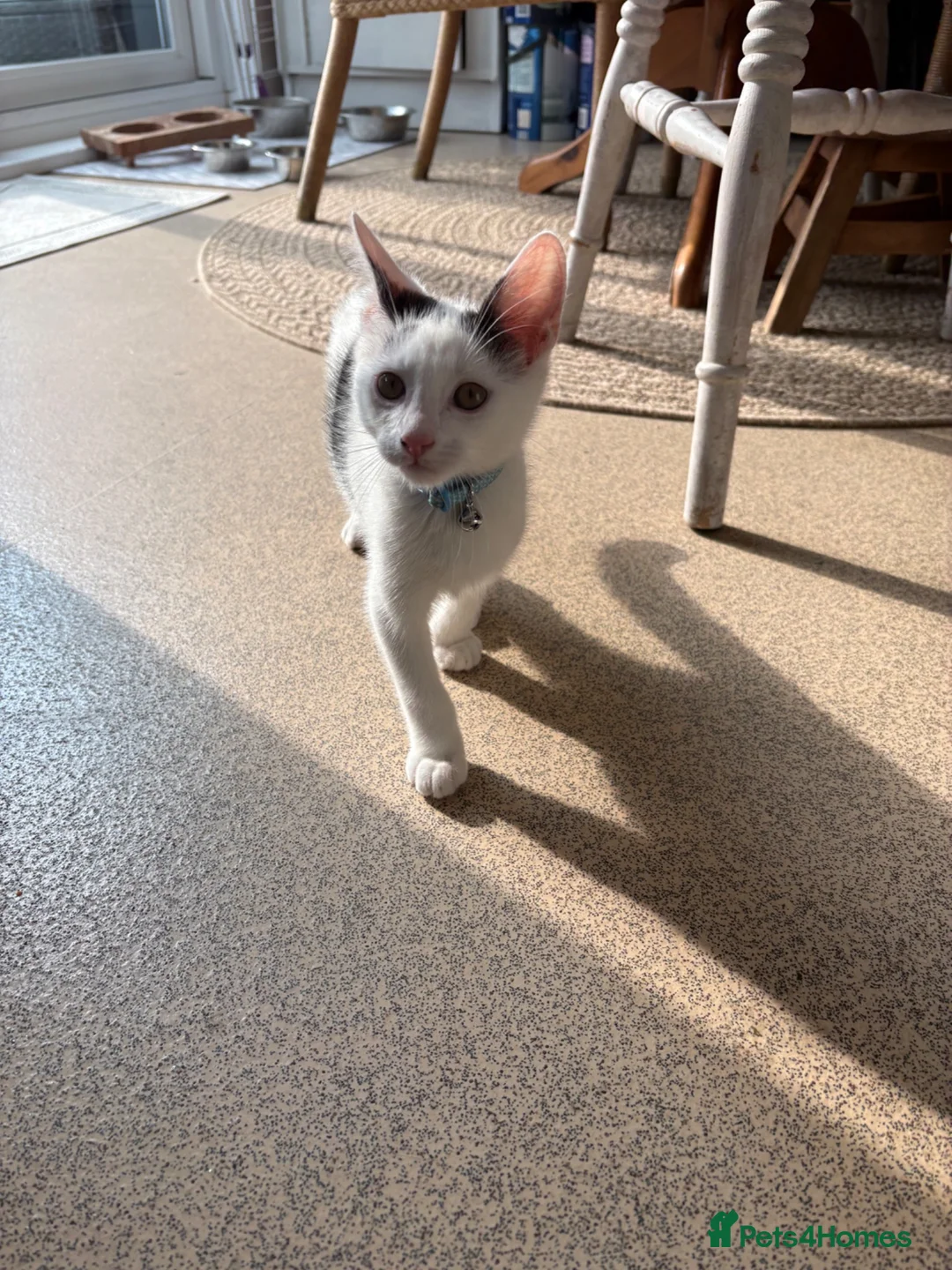 Mixed Breed cats for sale: Male kitten in Christchurch - Advert 2