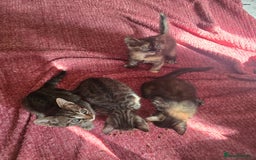 Mixed Breed cats for sale: Beautiful kittens  - Image 21