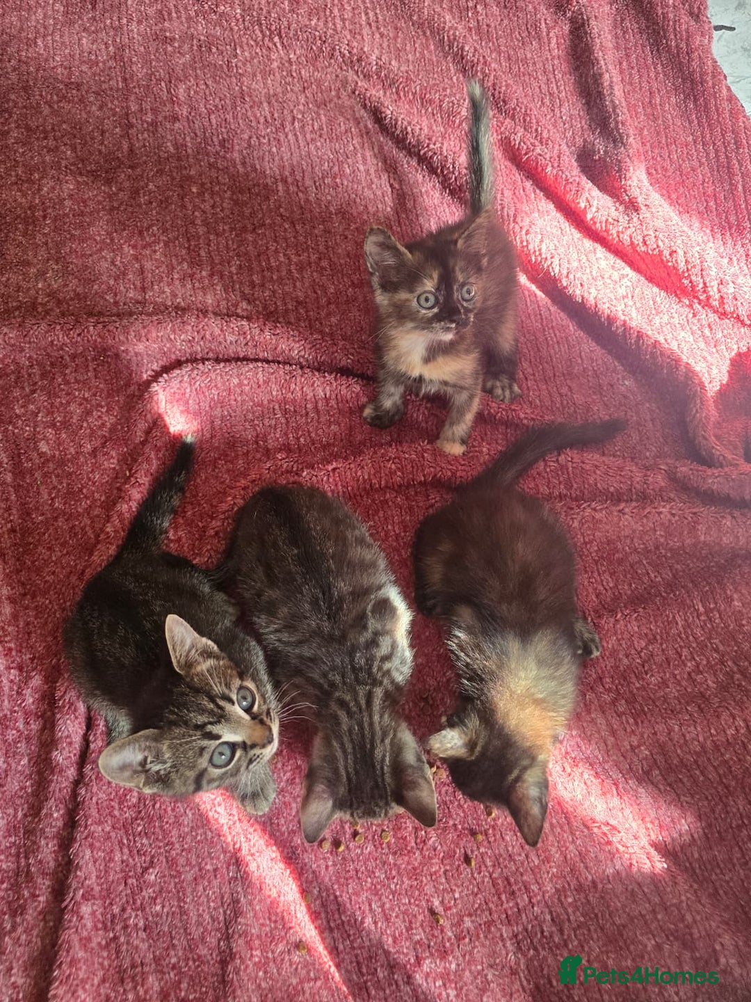 Mixed Breed cats for sale: Beautiful kittens  - Image 21