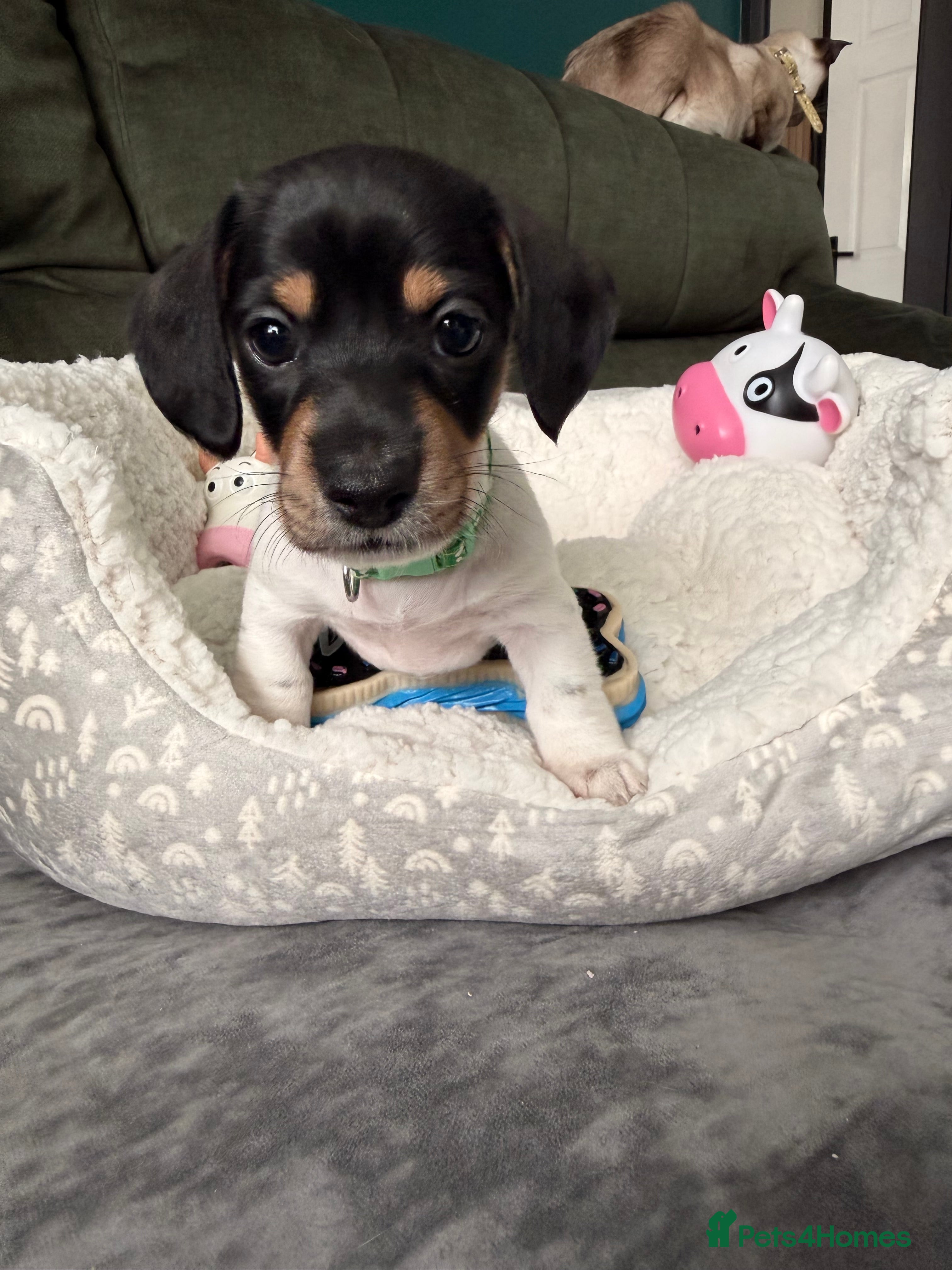 Miniature Dachshund dogs 5 cute piebald miniature dachshund puppies - Advert 2