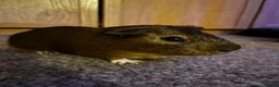 Guinea Pig rodents for sale: 3 Guinea Pigs for sale in London - Advert 3