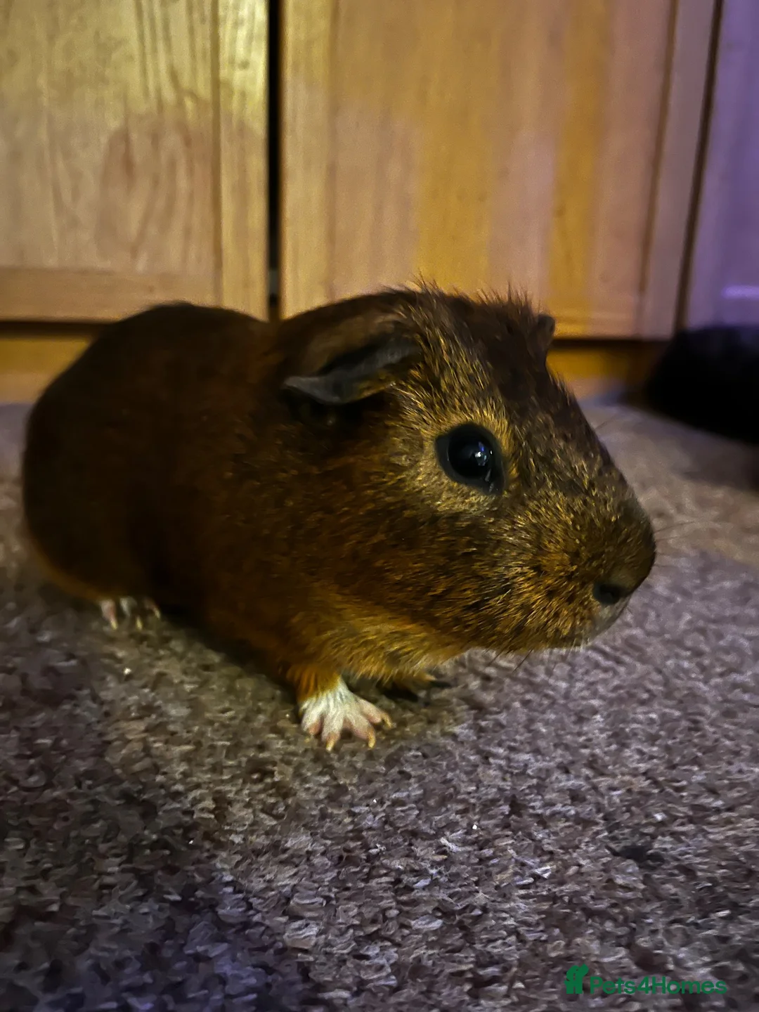 Guinea Pig rodents for sale: 3 Guinea Pigs for sale in London - Advert 3