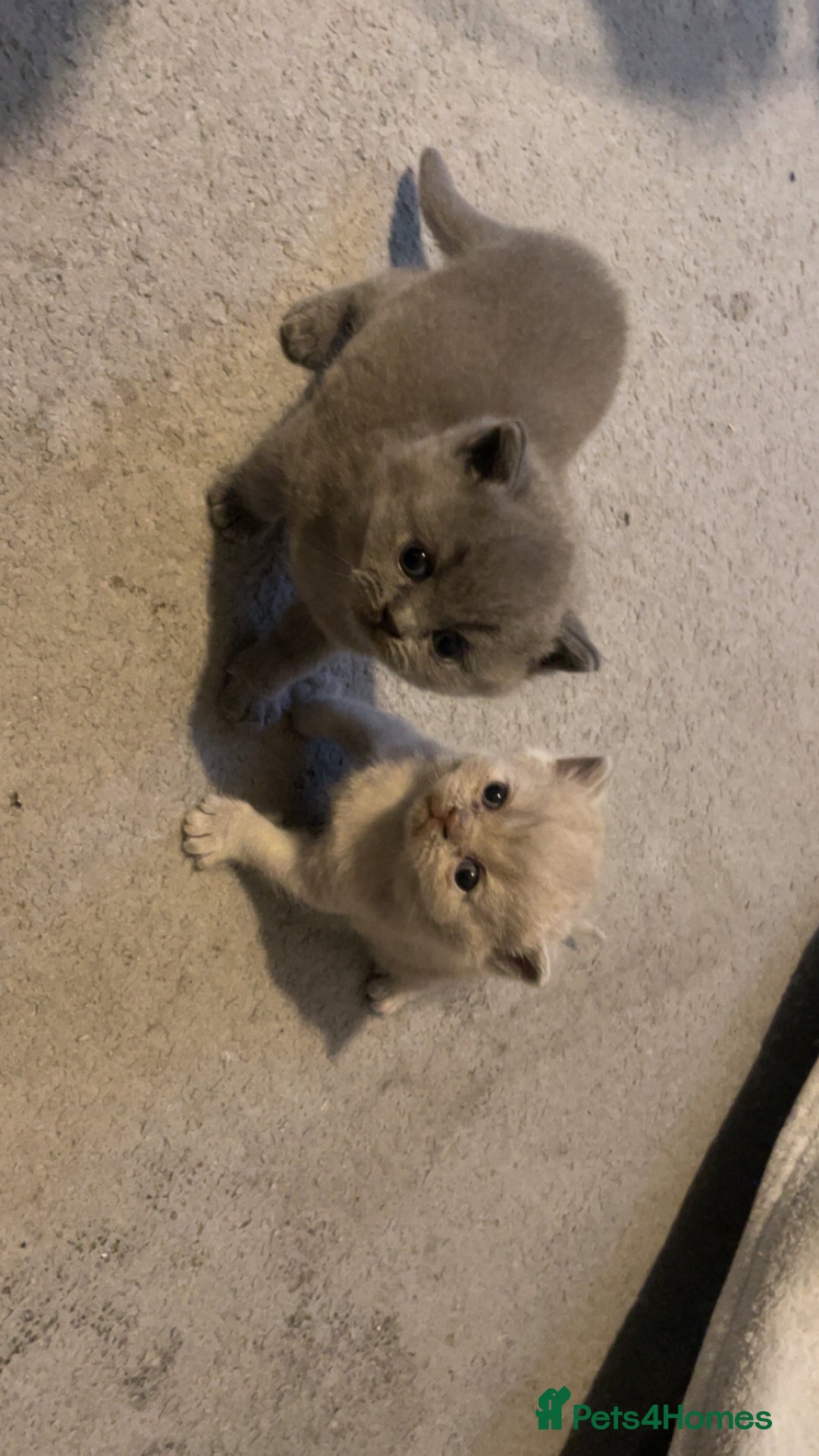 British Shorthair cats for sale:  Pedigree British shorthair kitten - Advert 16