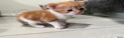 Mixed Breed cats for sale: BEAUTIFUL TORTISHELL KITTEN AND MORE - Advert 9