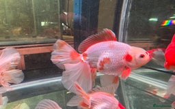 Fancy Goldfish fish for sale: Thai pleated goldfish - Image 21