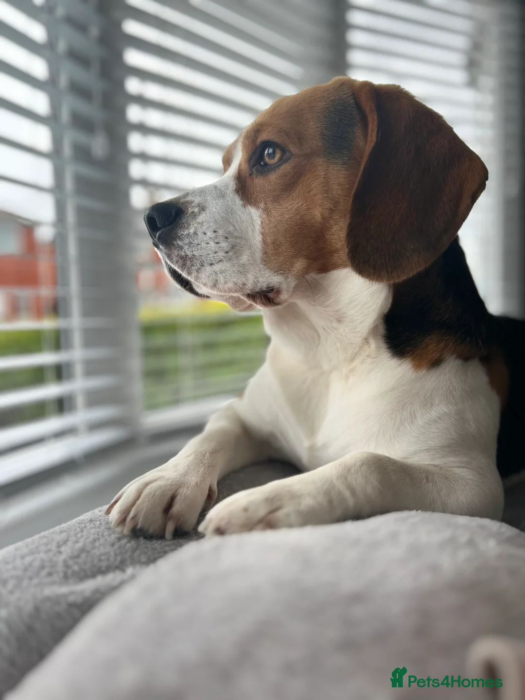 Beagle dogs for stud: Beagle for stud PROVEN in Preston - Advert 9