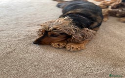 Cocker Spaniel dogs for sale: Show cocker spaniels  - Image 24