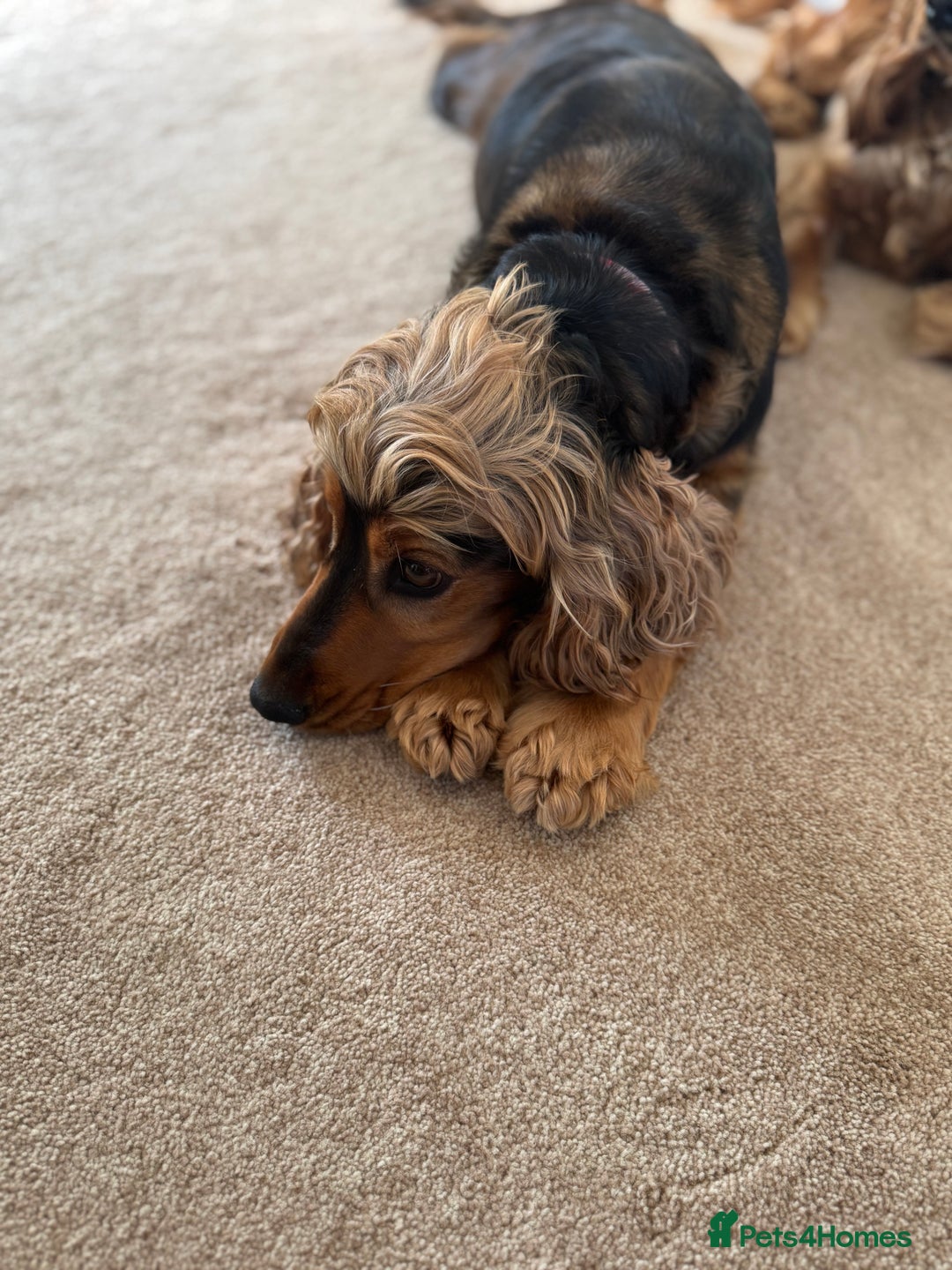 Cocker Spaniel dogs for sale: Show cocker spaniels  - Image 24
