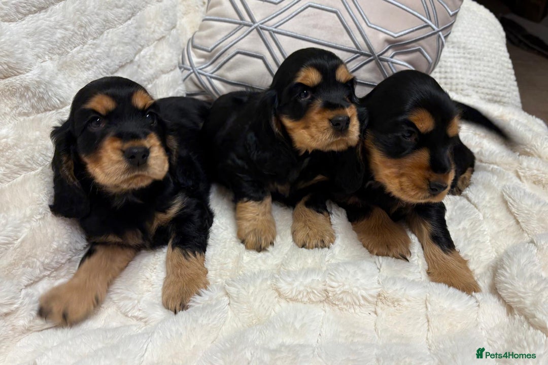 Cocker Spaniel dogs for sale: KC Reg Cocker Spaniel Puppies - Image 2