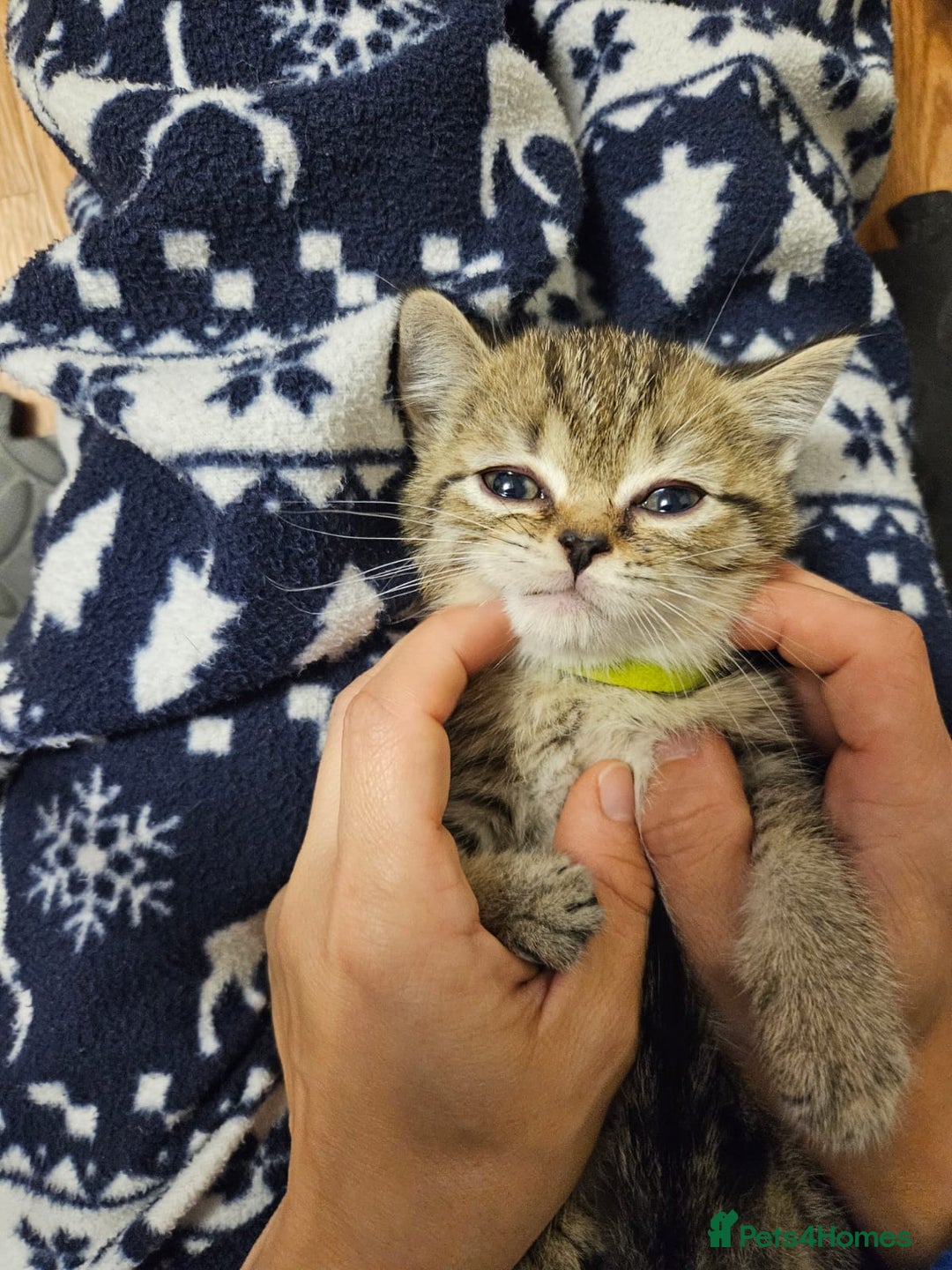 British Shorthair cats for sale: British Shorthair Kittens Full Pedigree Parents  - Advert 34