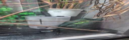Chameleon reptiles for sale: Veiled chameleon  - Advert 5