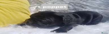 Poppet