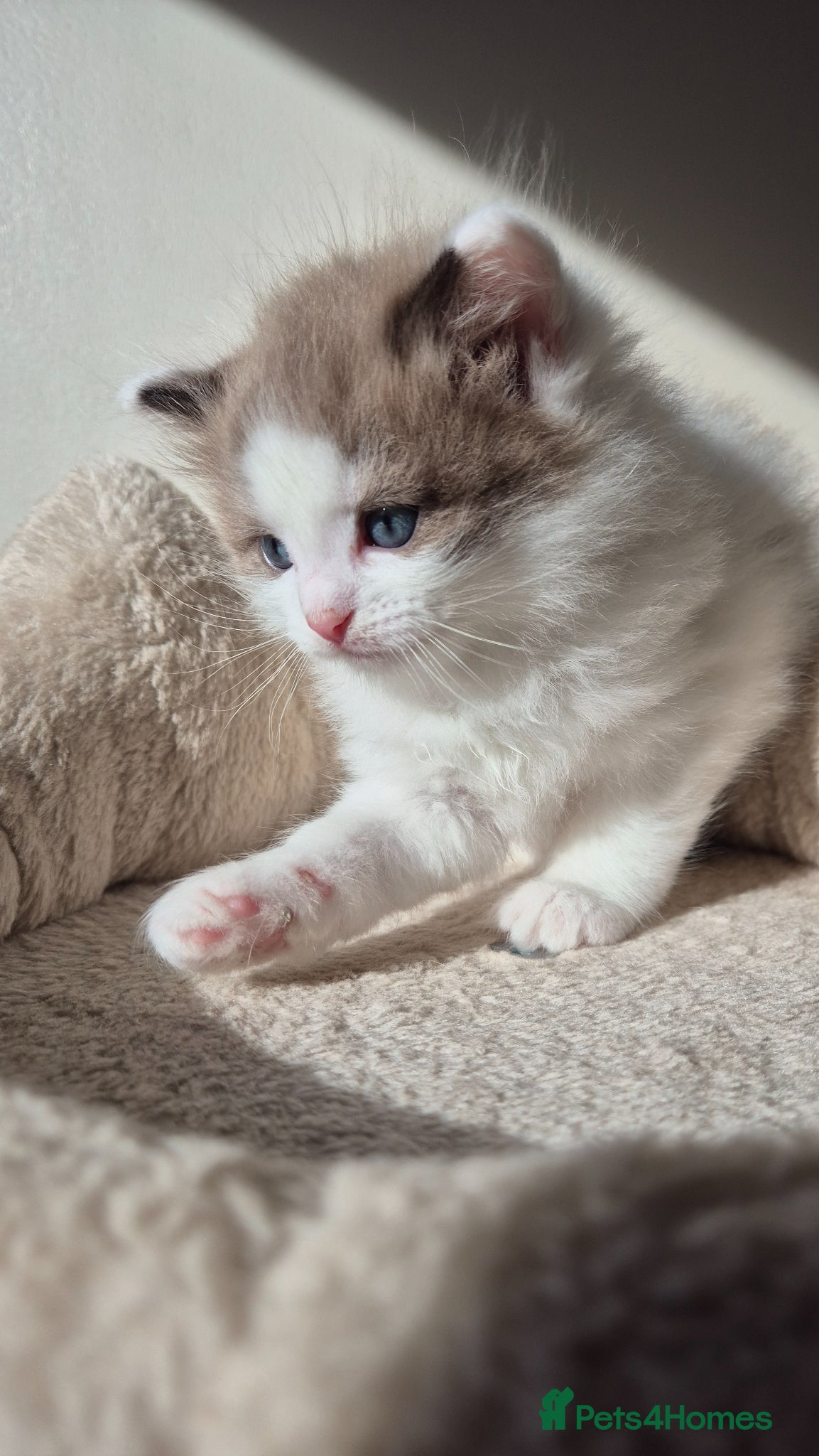 Ragdoll cats Our beautiful boys 🥹🐾🫶 - Advert 12