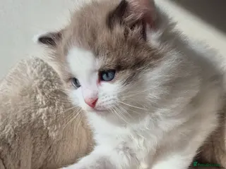 Ragdoll cats Our beautiful boys 🥹🐾🫶 - Advert 12