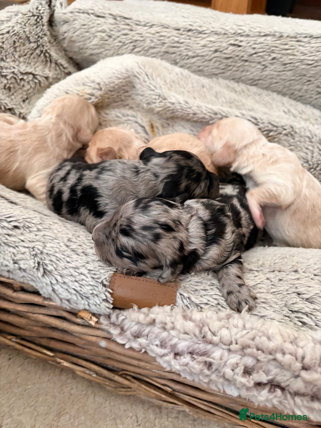 Cockapoo dogs for sale: Newborn F1 show miniature Cockapoo puppies - Advert 6