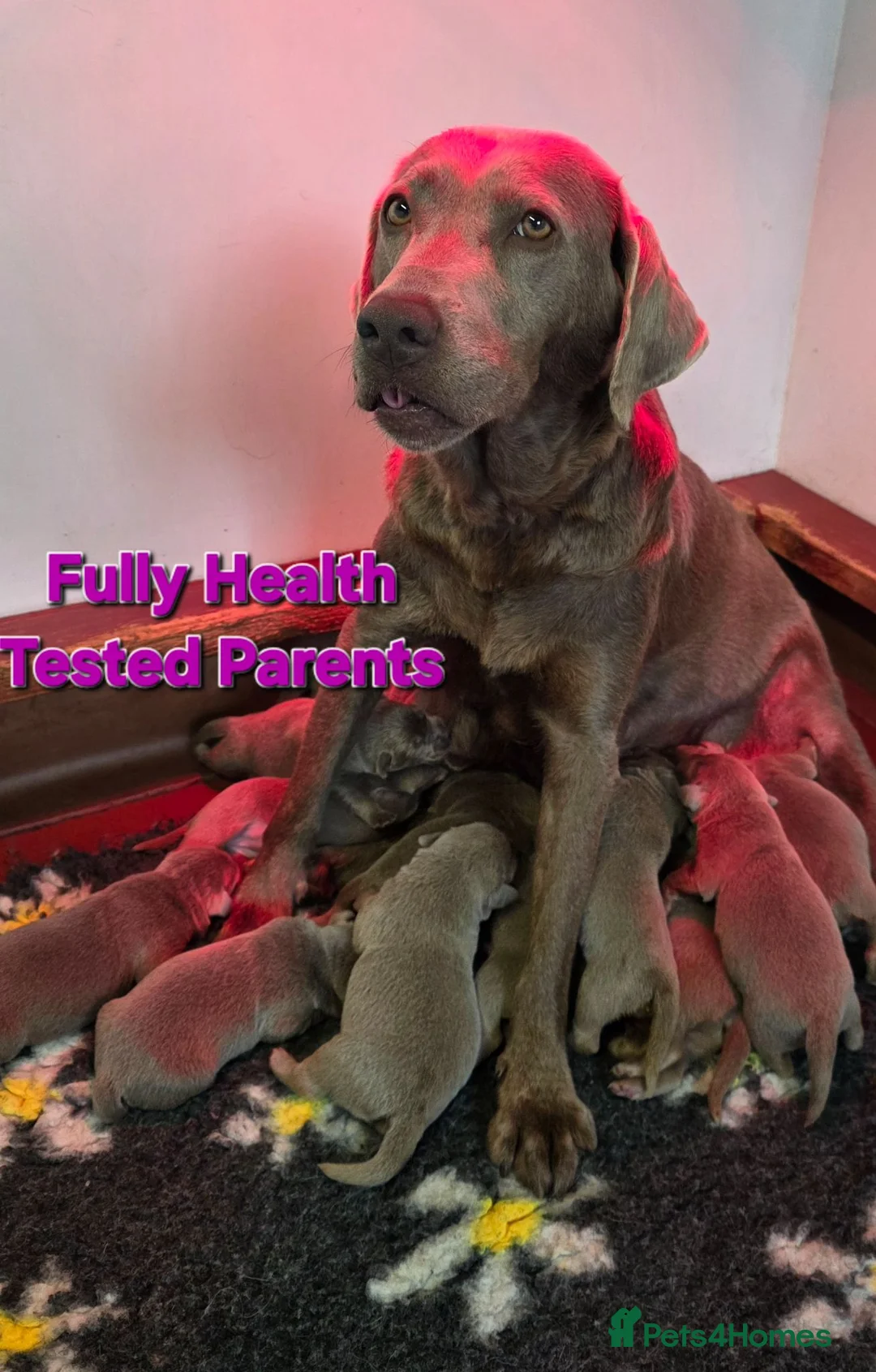 Labrador Retriever dogs for sale: Beautiful KC Silver Labradors  - Advert 21