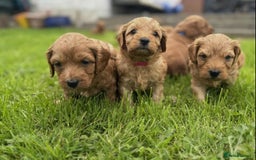 Cavapoo dogs for sale: Beautiful red cavapoo puppies - Image 2