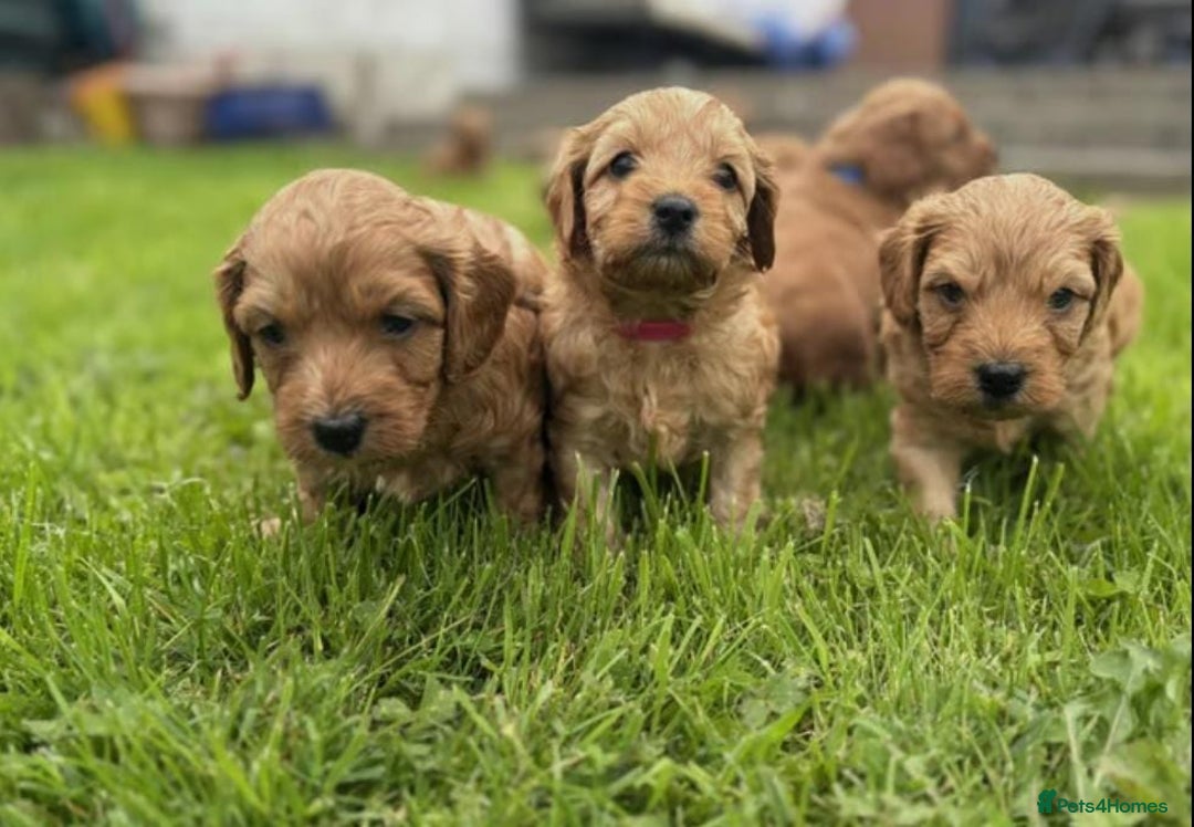 Cavapoo dogs for sale: Beautiful red cavapoo puppies - Image 2