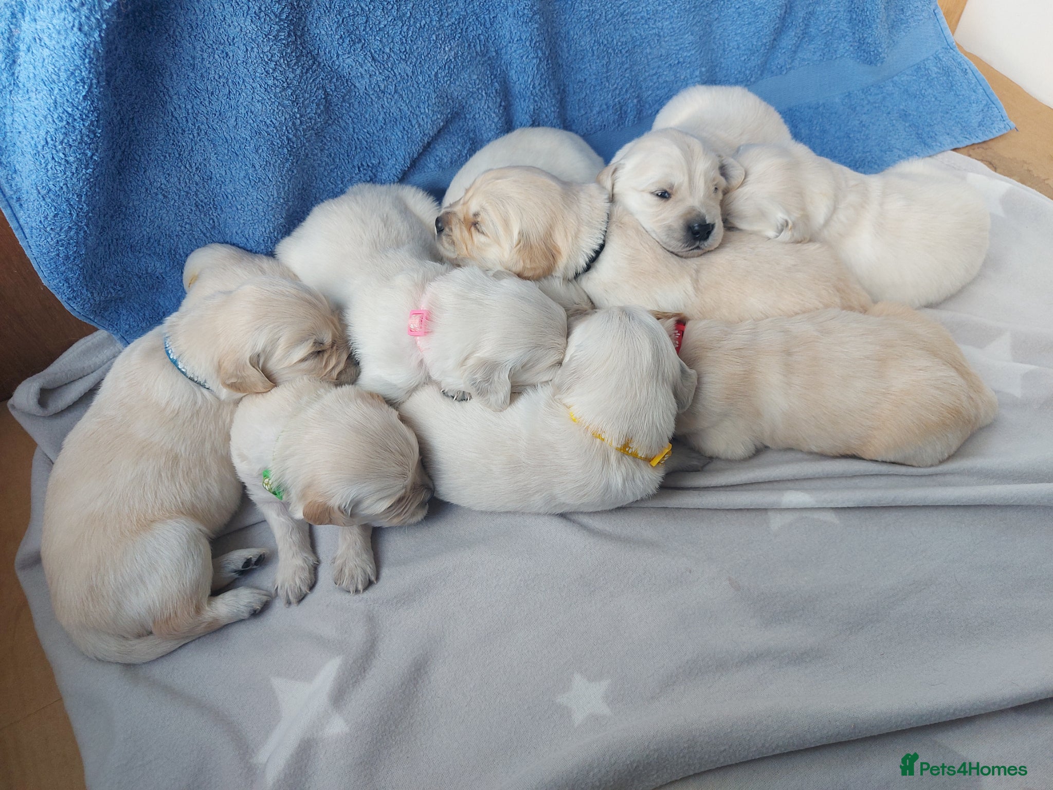 Golden Retriever dogs KC registered Golden Retriever Puppies *9 Males* - Advert 1