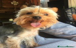 Yorkshire Terrier dogs for stud:  Miniature Experienced Yorkshire Terrier STUD  - Image 5