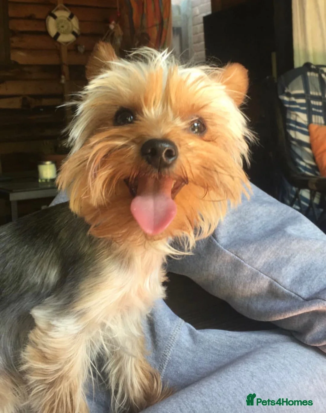 Yorkshire Terrier dogs for stud:  Miniature Experienced Yorkshire Terrier STUD  - Advert 5