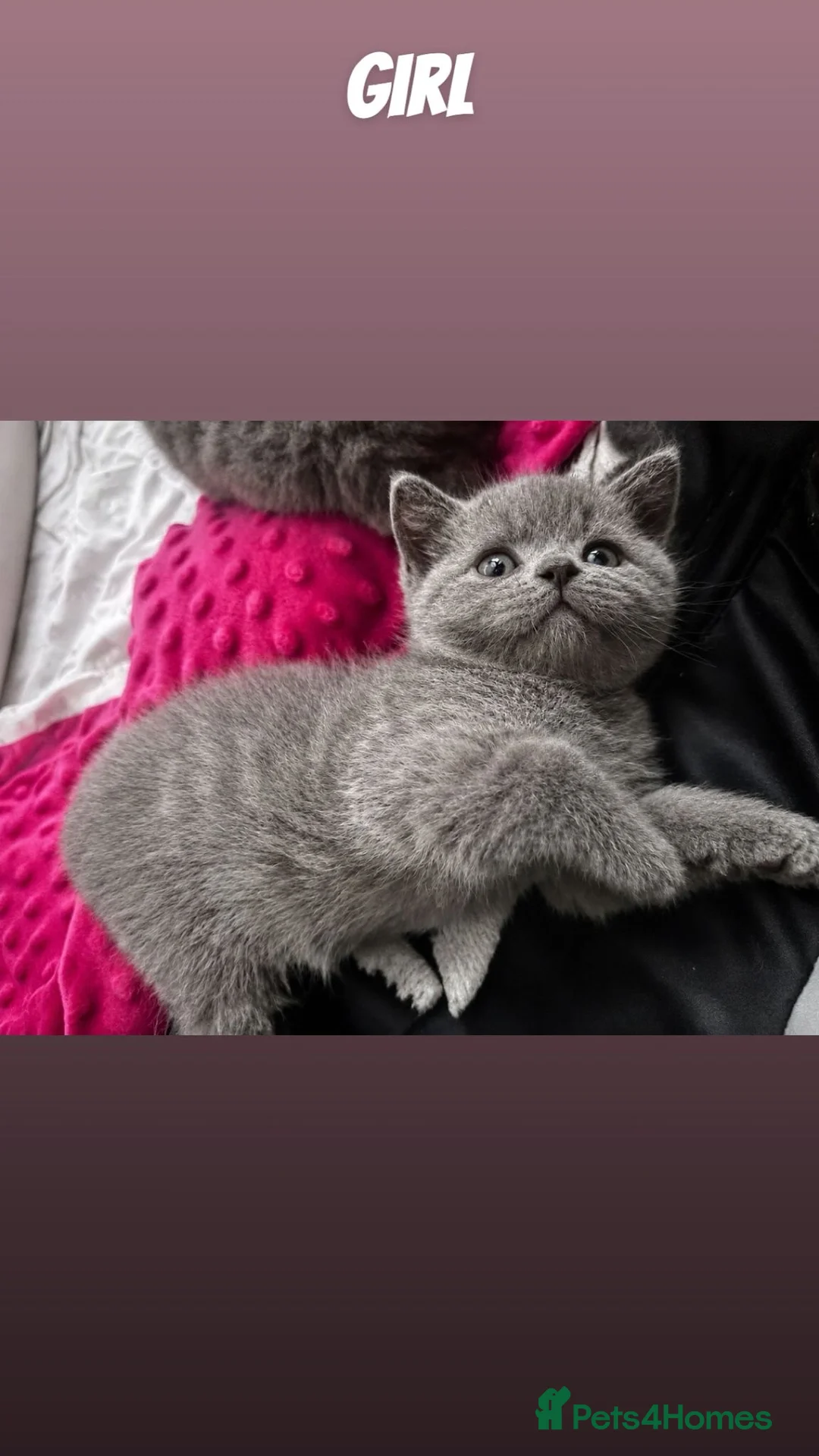 British Shorthair cats for sale: Beautiful British Shorthair kittens available 🐾 in Poole - Advert 2