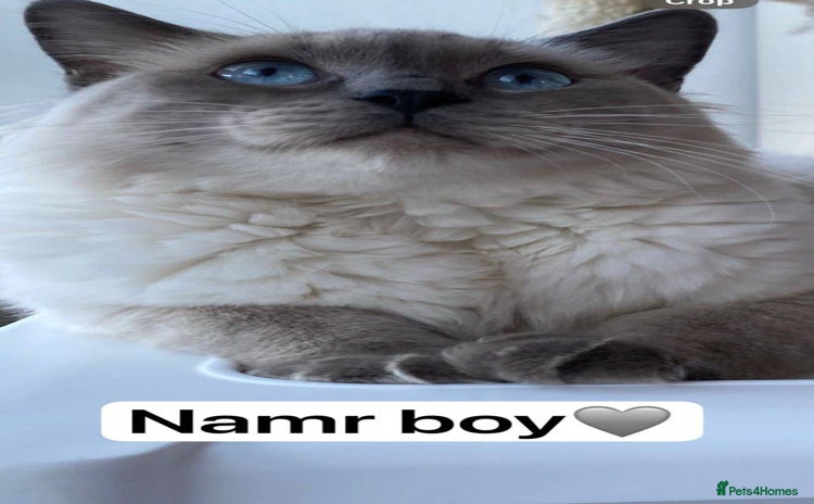 Ragdoll cats - Advert 4