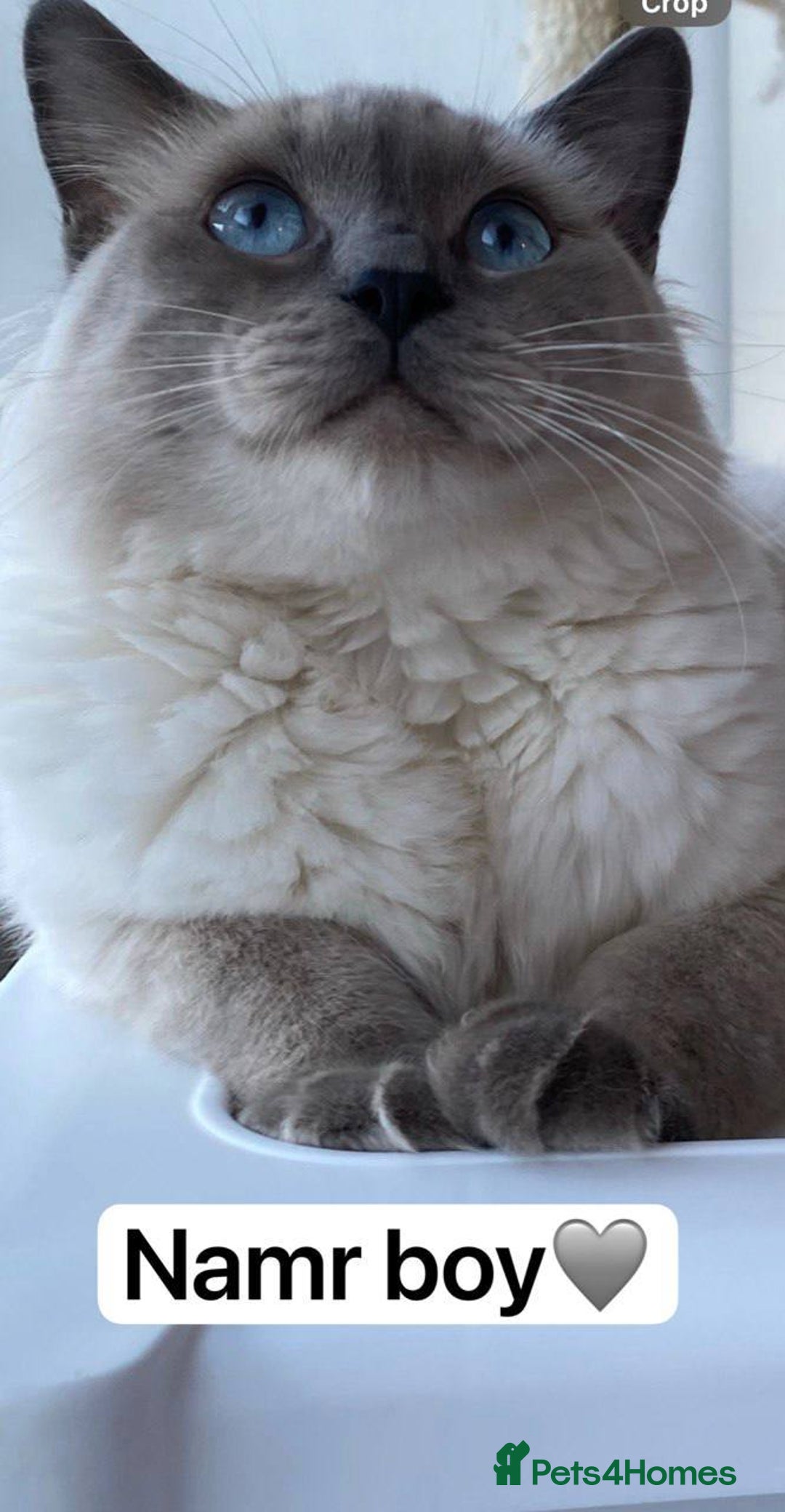 Ragdoll cats for sale: beautiful Ragdoll Cats looking for lovely families - Image 1