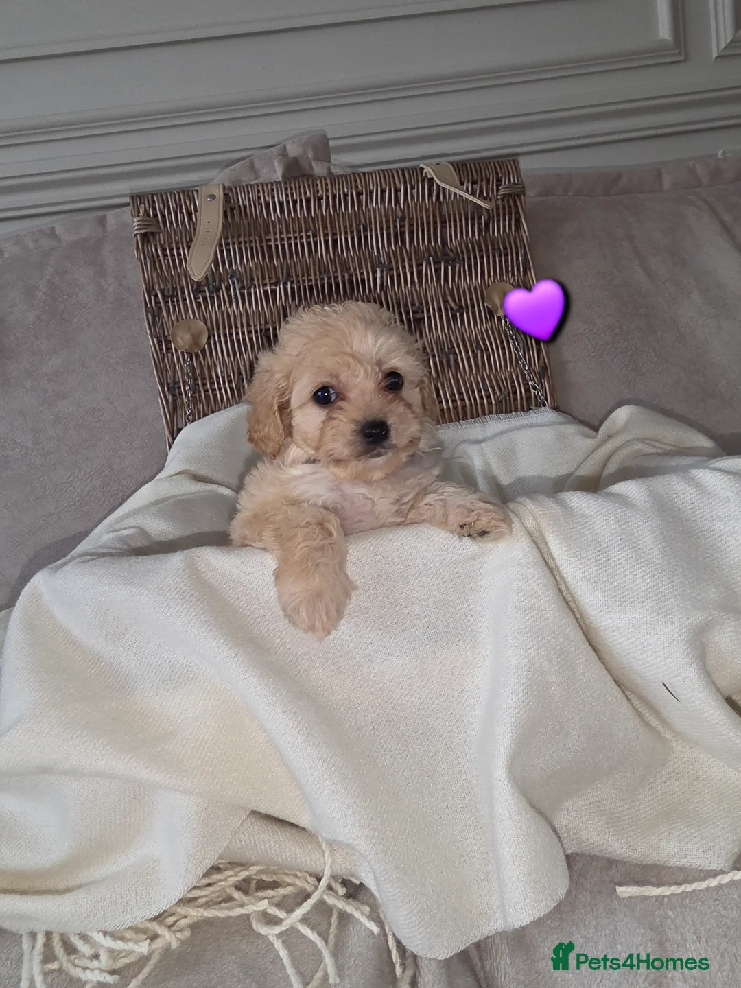 Maltipoo dogs for sale: Five gorgeous multi-poo puppies 3boys 2 girls - Advert 35