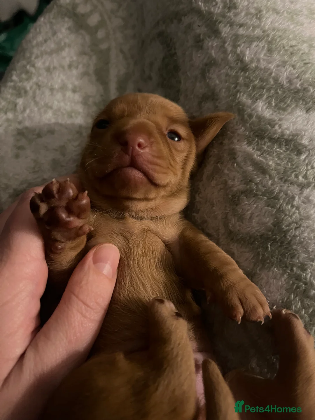 Dachshund dogs for sale: 🐾 Beautiful Dachshund Puppies Available 🐾 - Advert 13