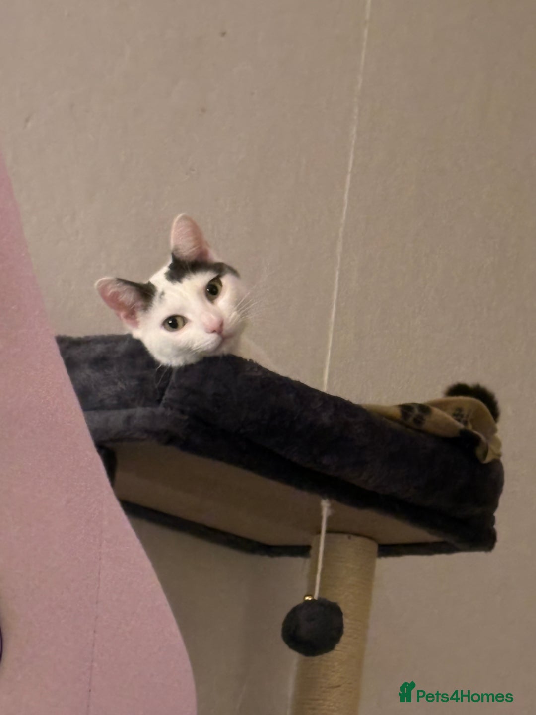 Mixed Breed cats for sale: Casper.  **   - Advert 9