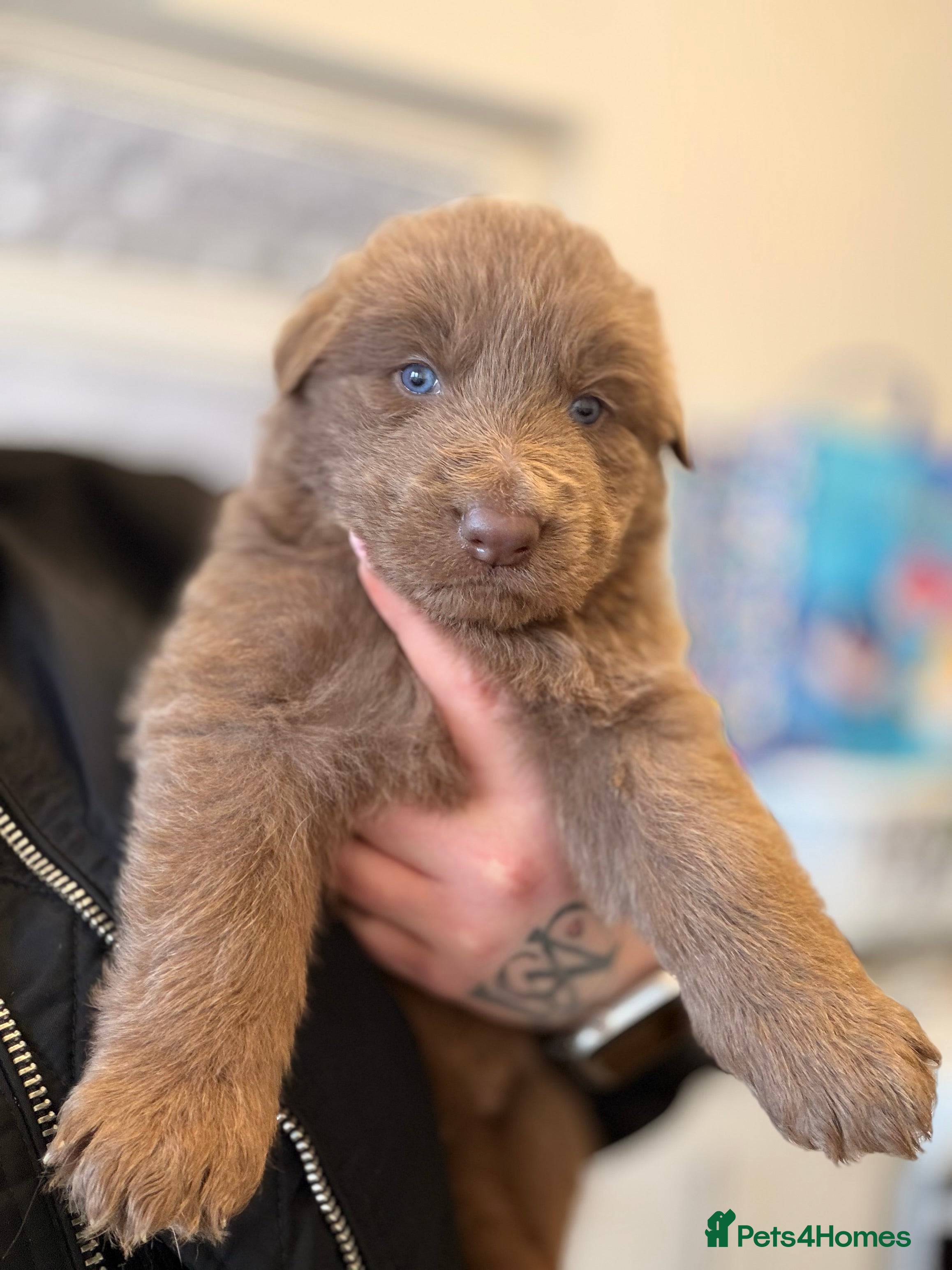 German Shepherd dogs ✨⭐️RARE German shepherd puppies⭐️✨ - Advert 1