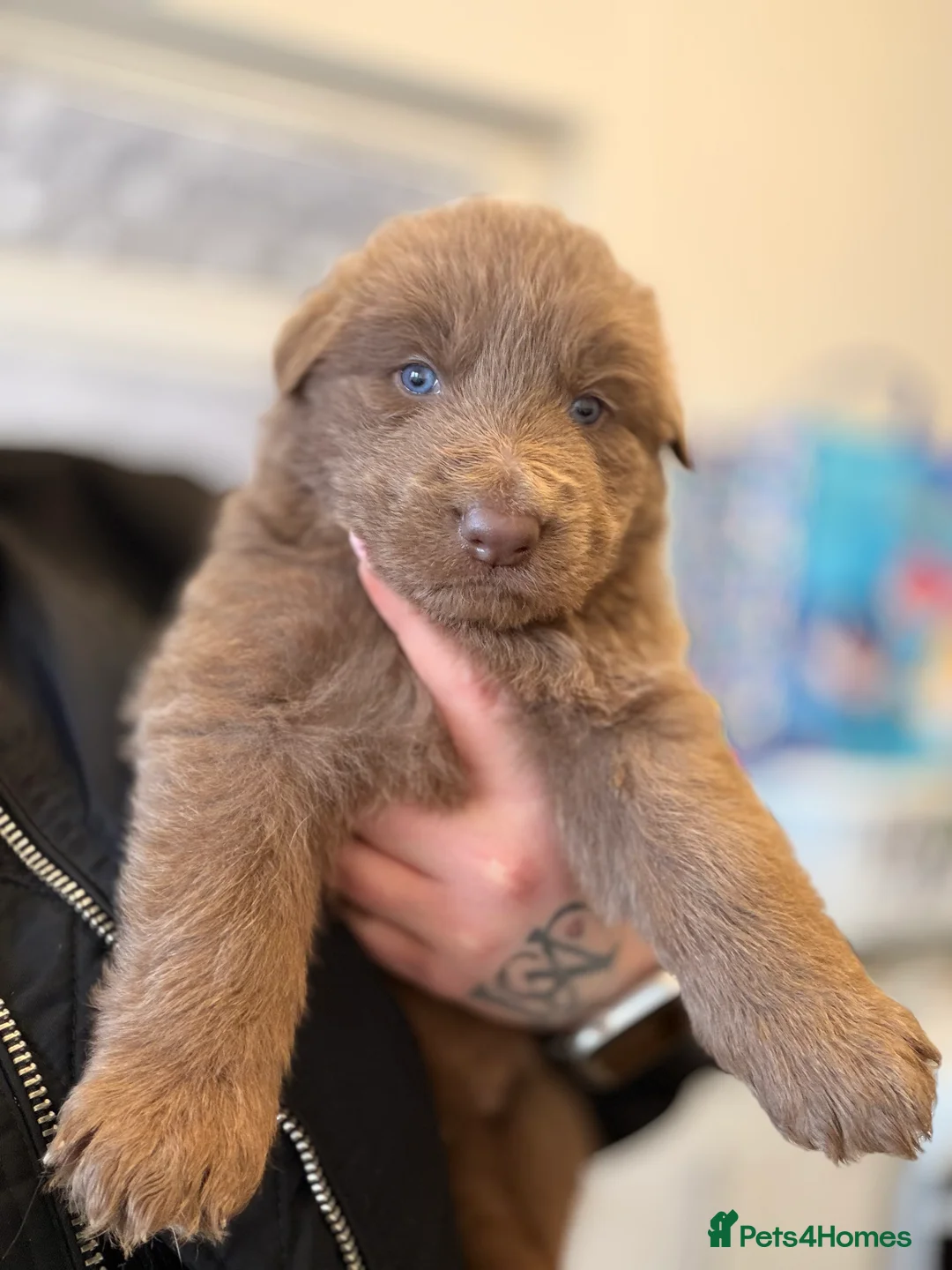 German Shepherd dogs for sale: ✨⭐️RARE German shepherd puppies⭐️✨ - Advert 1