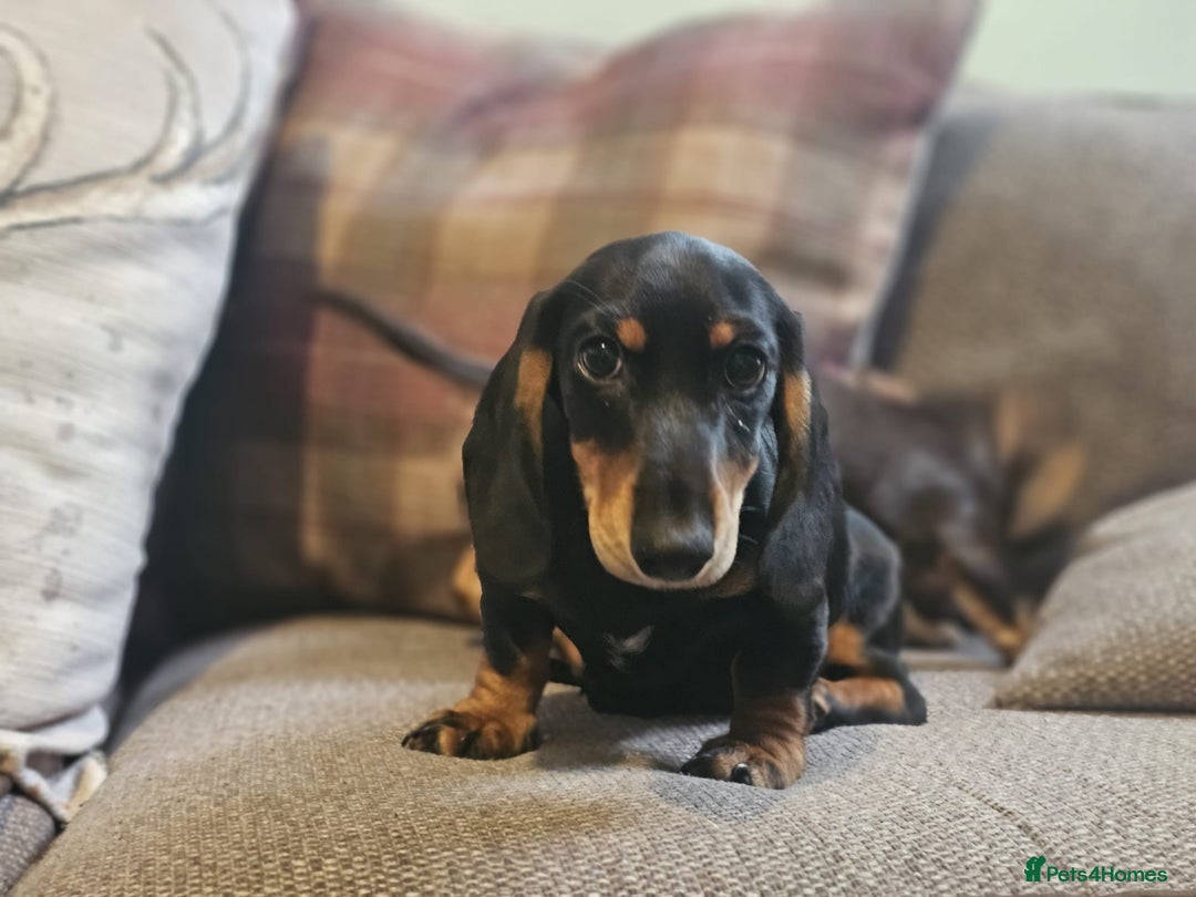 Dachshund dogs for sale: Miniature dachshund puppies  - Image 3