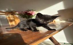Mixed Breed cats for sale: 5 Beautiful Kittens looking for forever home 💕 - Image 1