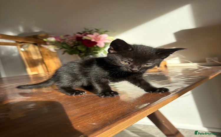 Mixed Breed cats - Advert 5