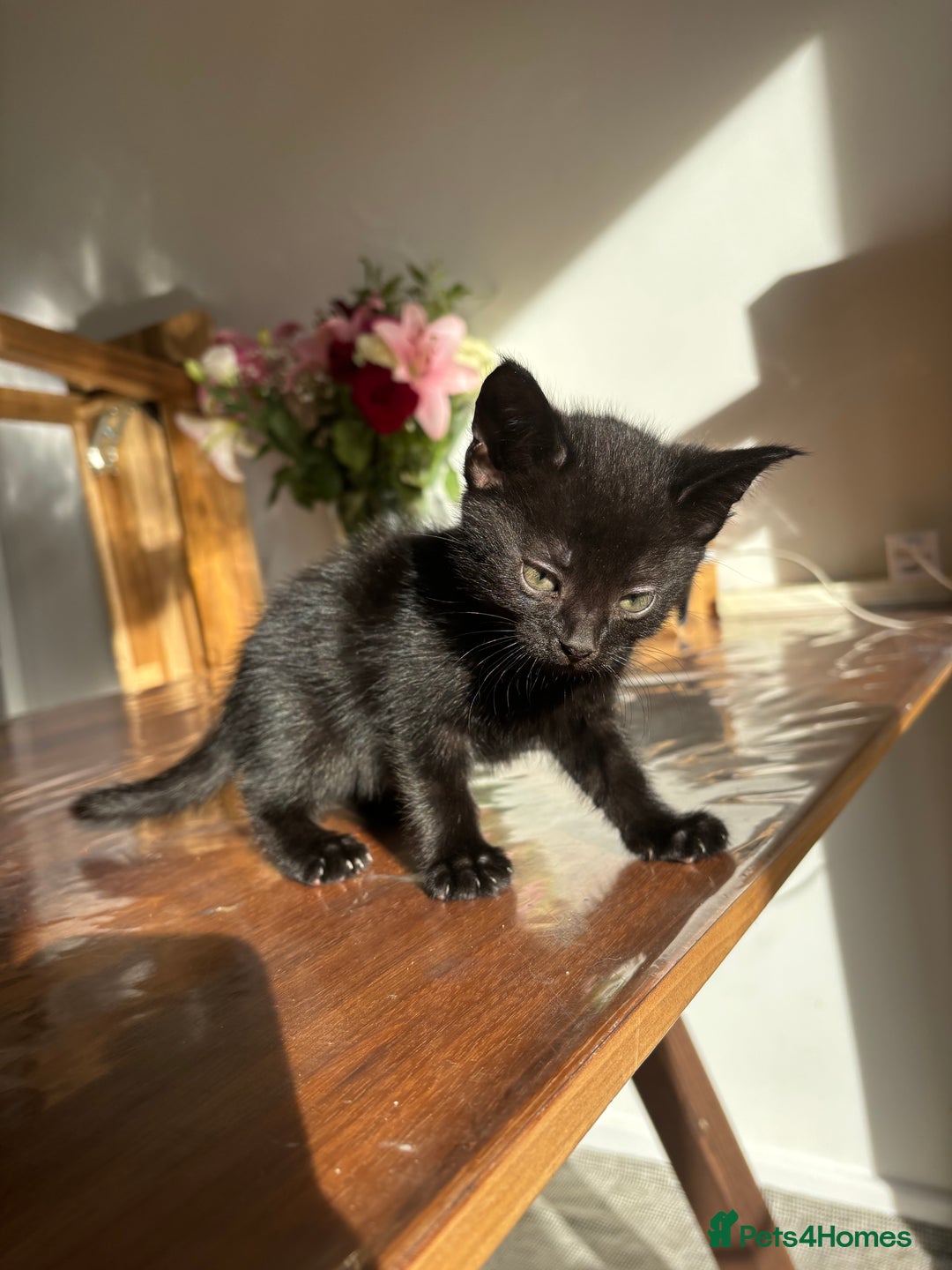 Mixed Breed cats for sale: 5 Beautiful Kittens looking for forever home 💕 - Image 1