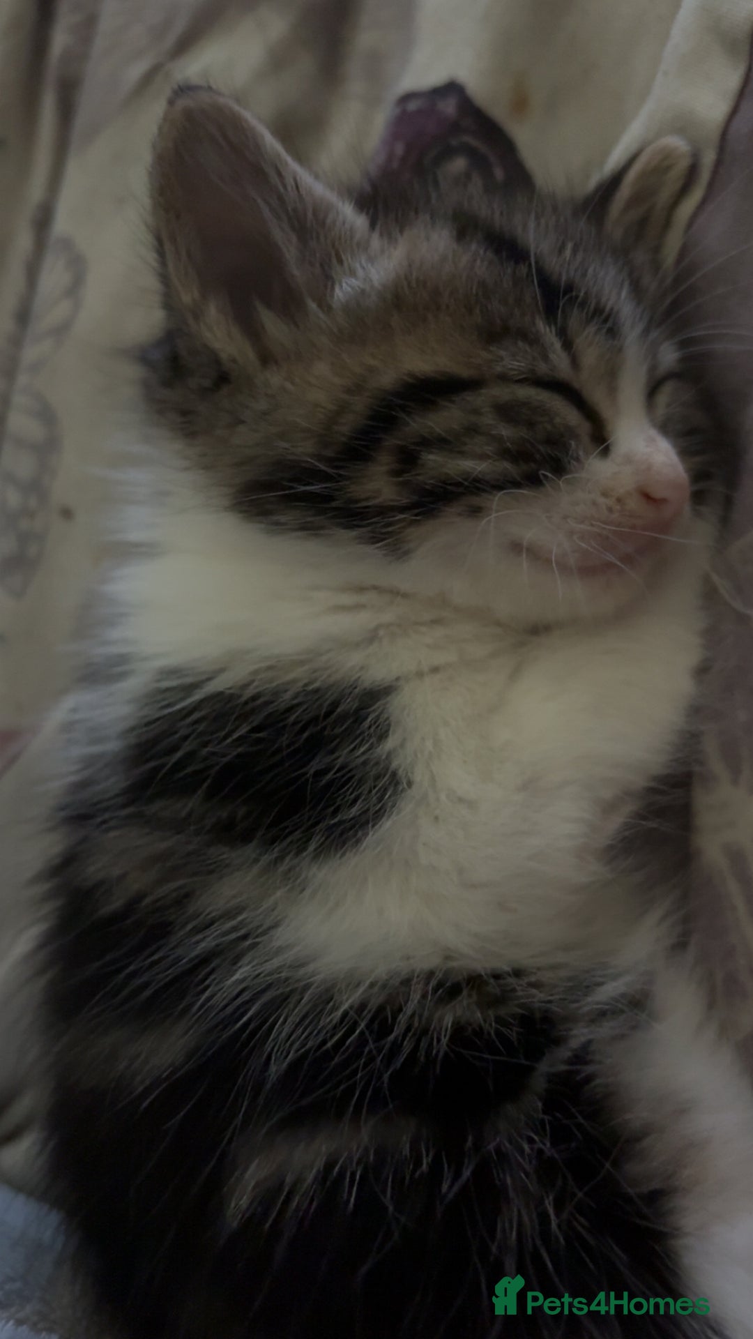 Mixed Breed cats for sale: Five tabby shorthair and longhair kittens - Advert 19