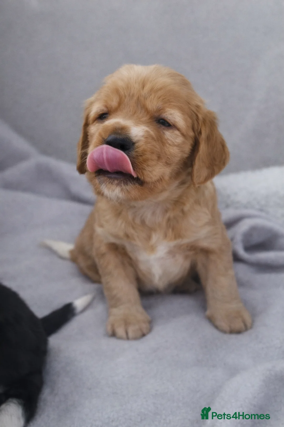 Mixed Breed dogs for sale: 🐾 Cocker Spaniel × Jack Russell Family Puppies - Advert 20