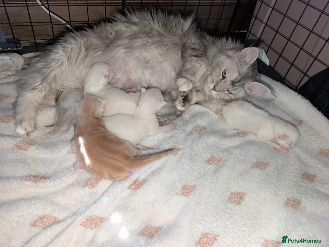Maine Coon cats for sale: Pedigree Cute Mainecoon Kittens TICA Registered  in Hull - Advert 2