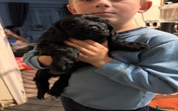 Cocker Spaniel dogs for sale: Gorgeous cocker spaniel puppy’s  - Image 6