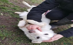 Mixed Breed dogs for adoption: MEET ALASKA - Image 4