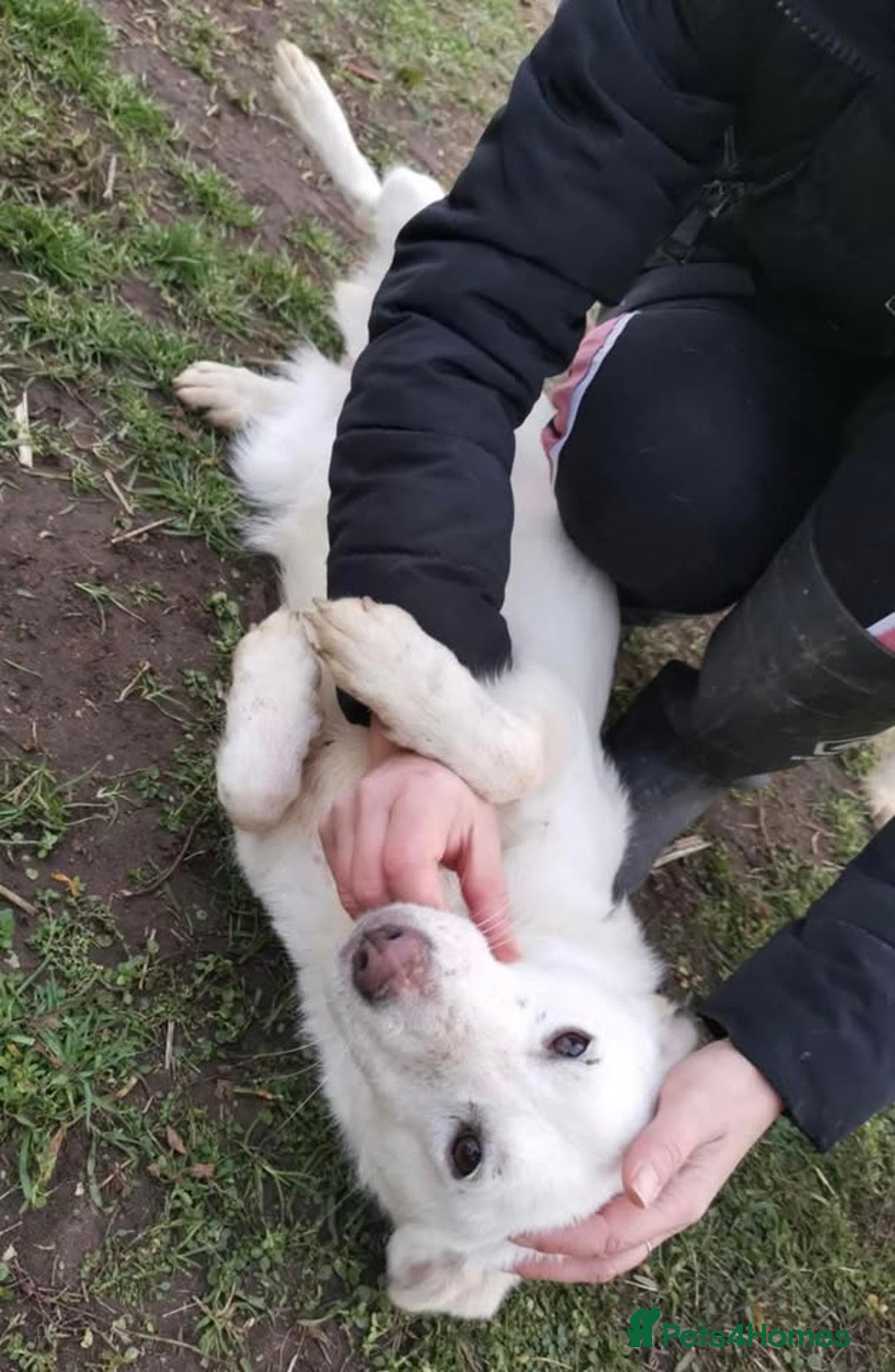 Mixed Breed dogs for adoption: MEET ALASKA - Image 4