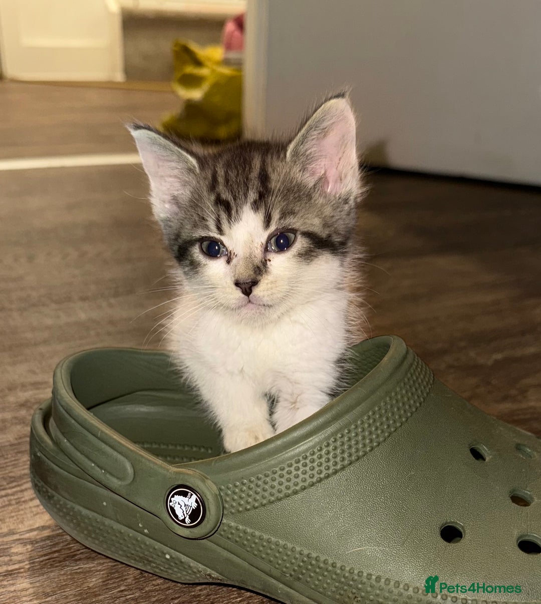 American Shorthair cats for sale: American shorthair cross  - Image 5