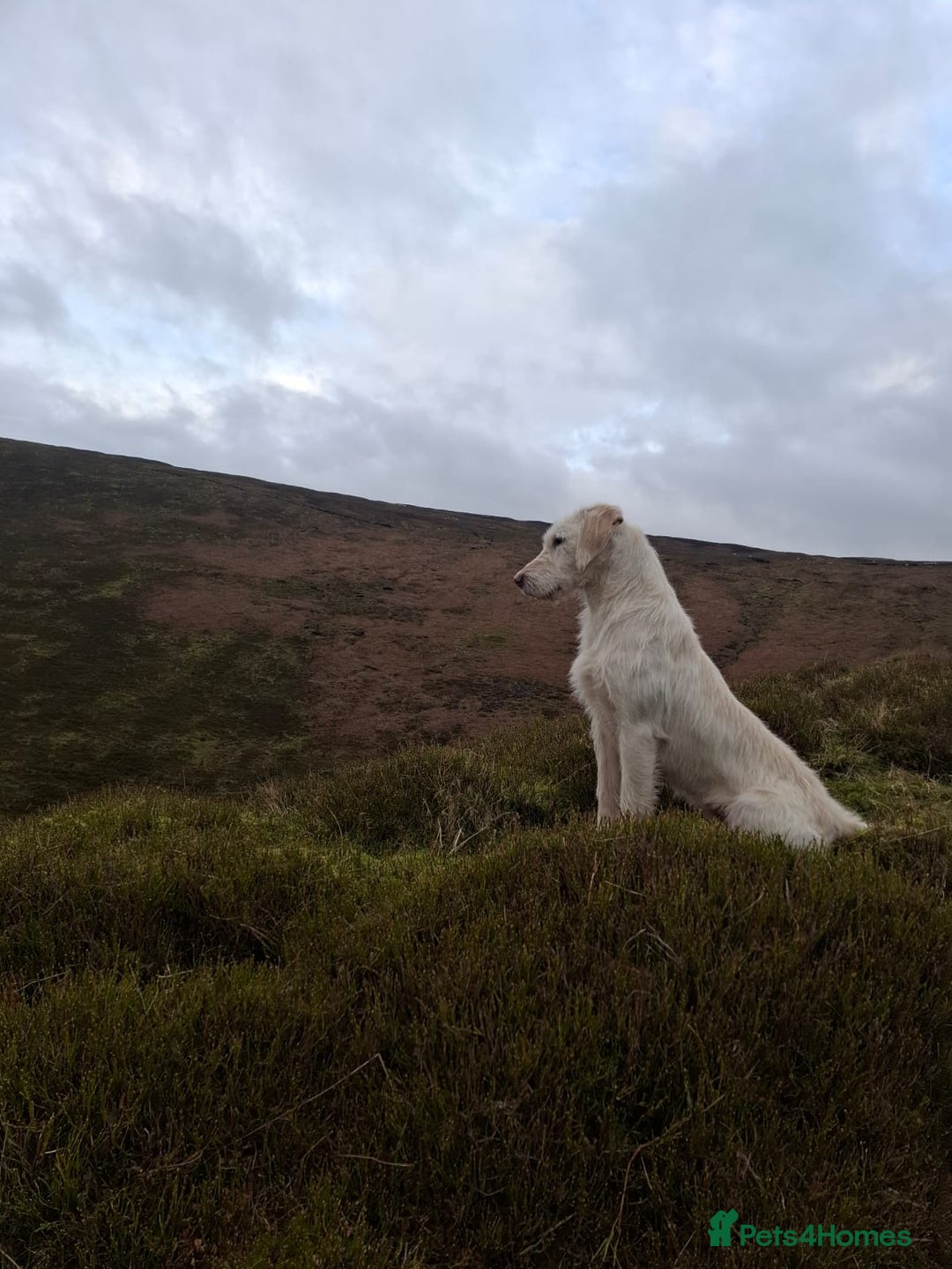Mixed Breed dogs for sale: Chunky Lab X Pointer pups - Advert 12