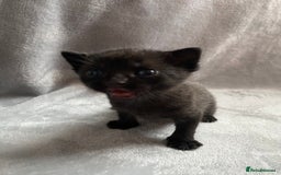 Domestic Shorthair cats for sale: Black kittens - Image 2