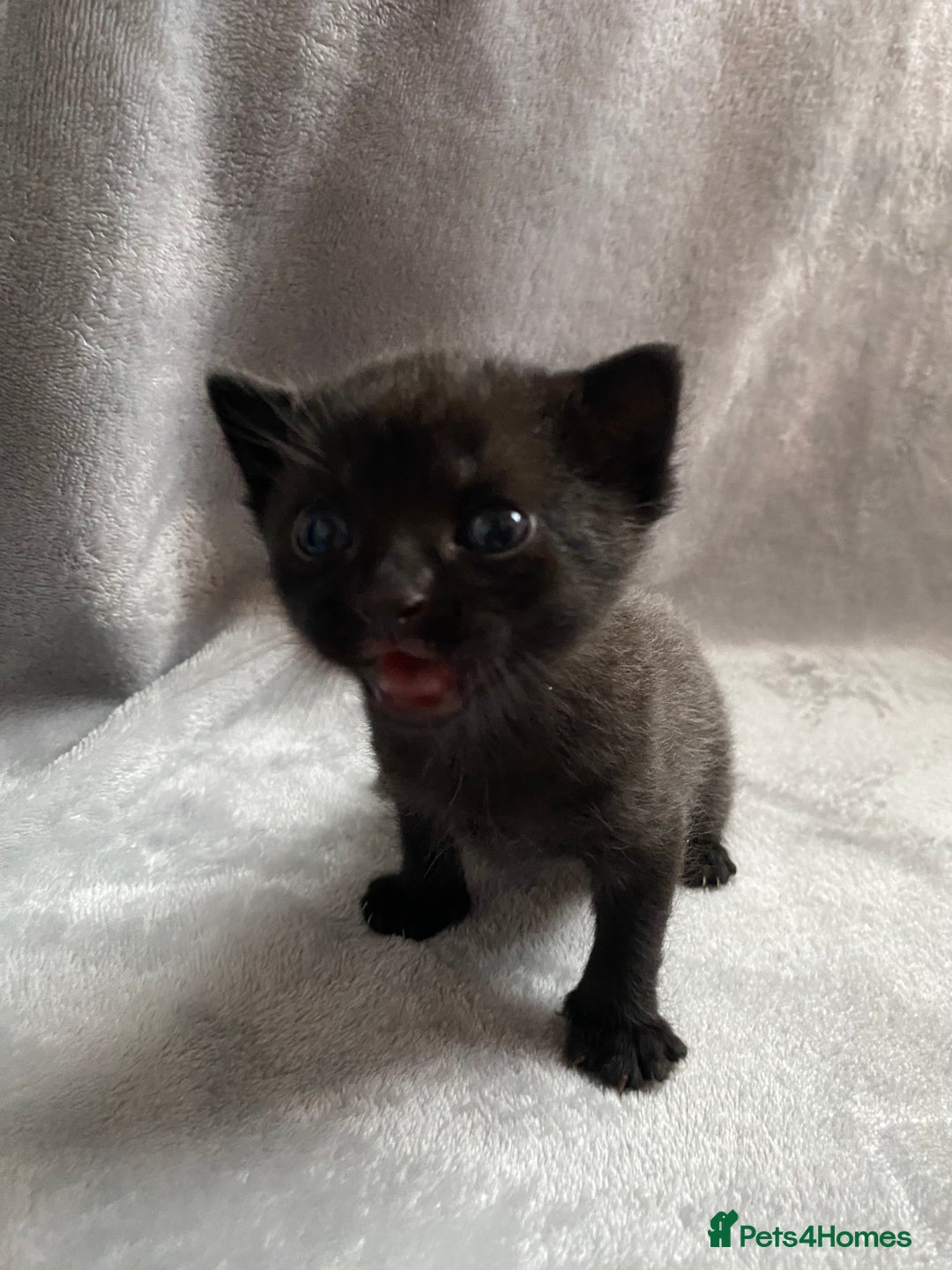 Domestic Shorthair cats for sale: Black kittens - Image 2