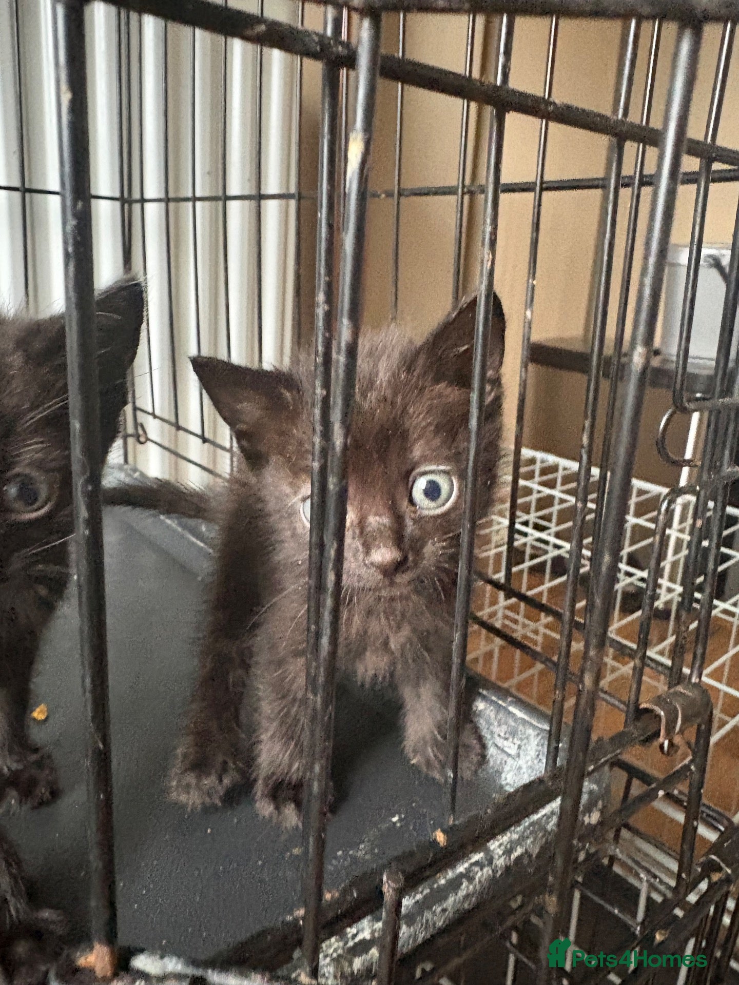 Mixed Breed cats 3 boys ready now £30 each  - Advert 3