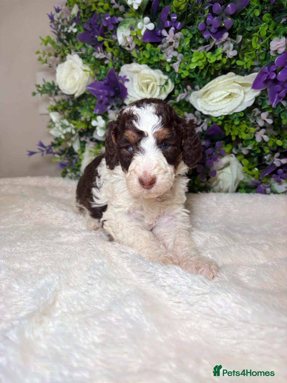 Bernedoodle dogs F1b health tested bernedoodle pups - Advert 2
