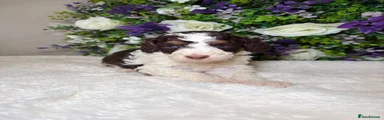 Bernedoodle 5